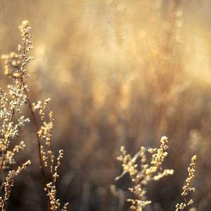 草莓视频未满十八岁禁止观
